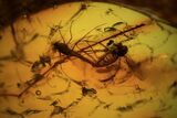 Mating Fossil Flies (Diptera) In Baltic Amber - Rare! #93884-1